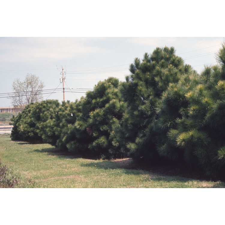 Pinus taeda NCSU Dwarf Group - dwarf loblolly pine