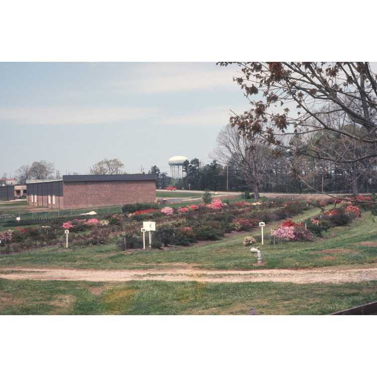North Carolina State University Arboretum (future site of)