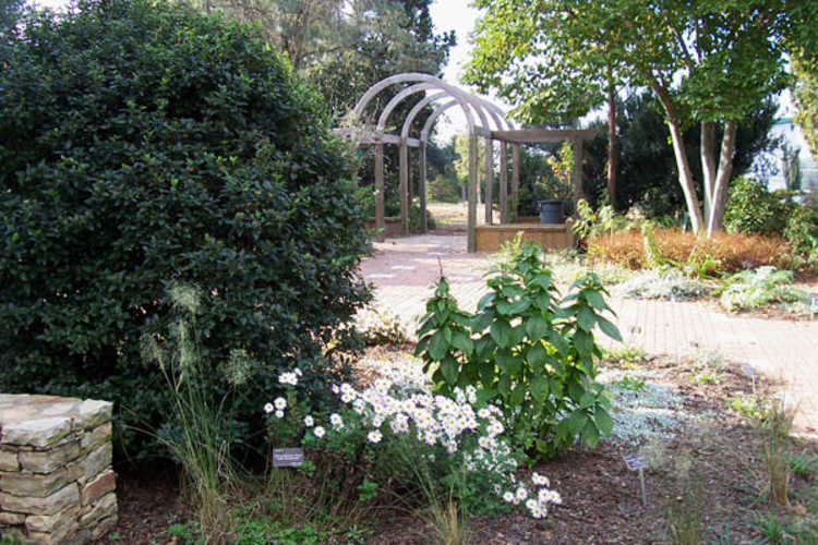 Klein-Pringle White Garden 