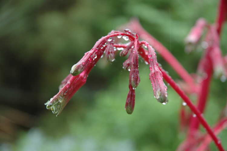 Beschorneria septentrionalis (false red agave)