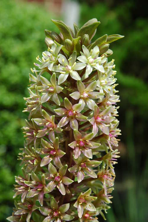 Eucomis comosa 'Sparkling Burgundy' (purple-leaf pineapple-lily)