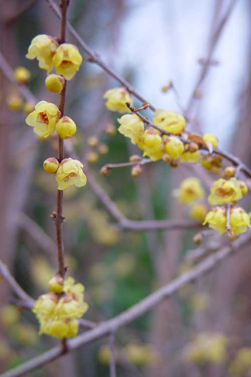 Chimonanthus praecox (fragrant wintersweet)