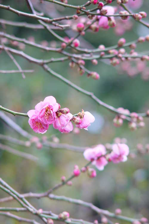 Prunus mume (flowering apricot)