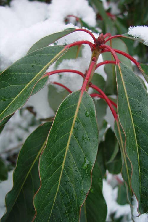 Daphniphyllum macropodum (courtesy-leaf)