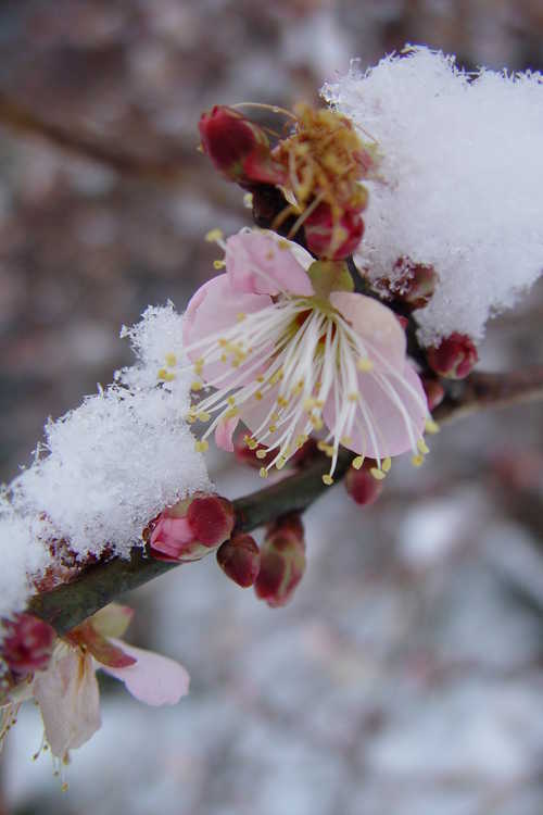 Prunus mume (Japanese flowering apricot)