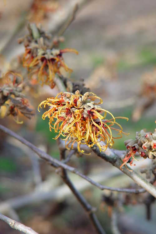 Hamamelis ×intermedia 'Jelena' (copper-flowered common witchhazel)