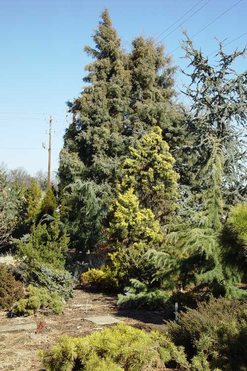 Conifer Collection 