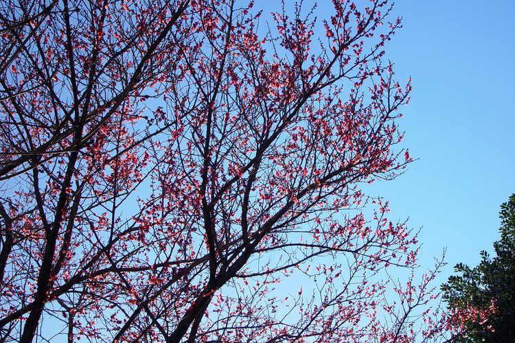 Prunus mume (Japanese flowering apricot)
