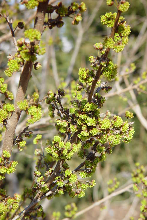 Lindera chienii (winter spicebush)