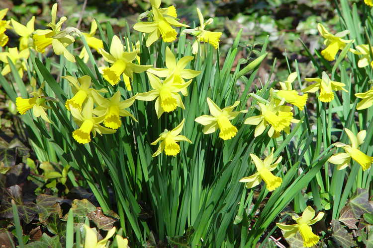 Narcissus 'February Gold' (cyclamineus daffodil)