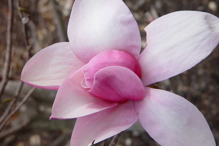 Magnolia 'Star Wars' (Blumhardt hybrid magnolia)