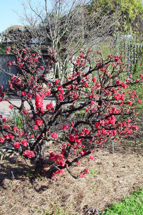 Prunus persica 'NCSU Dwarf Double Red' (dwarf flowering peach)