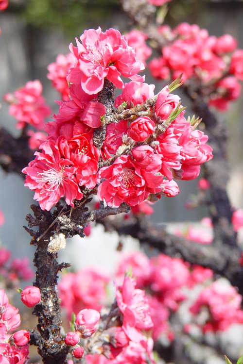 Prunus persica 'NCSU Dwarf Double Red' (dwarf flowering peach)
