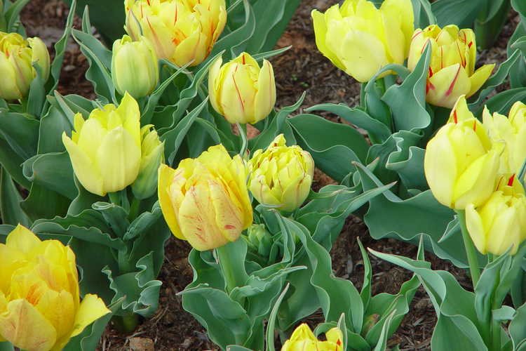 Tulips in the Duch Stair Cascade Garden