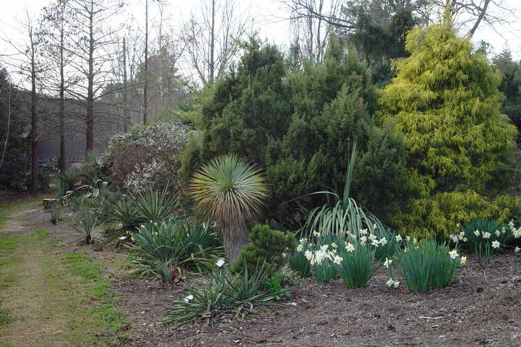 Yuccas and daffodils behind the Ruby C. McSwain Education Center