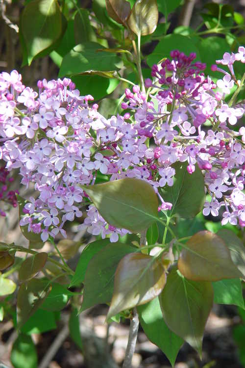Syringa oblata subsp. dilatata (Korean early lilac)