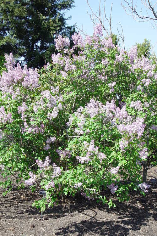 Syringa oblata subsp. dilatata (Korean early lilac)