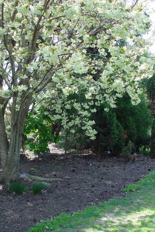 Prunus 'Ukon' (green-flowering cherry)