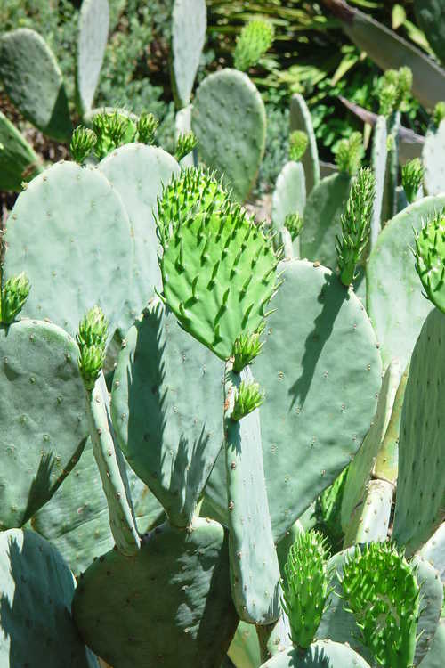 Opuntia (prickly-pear)