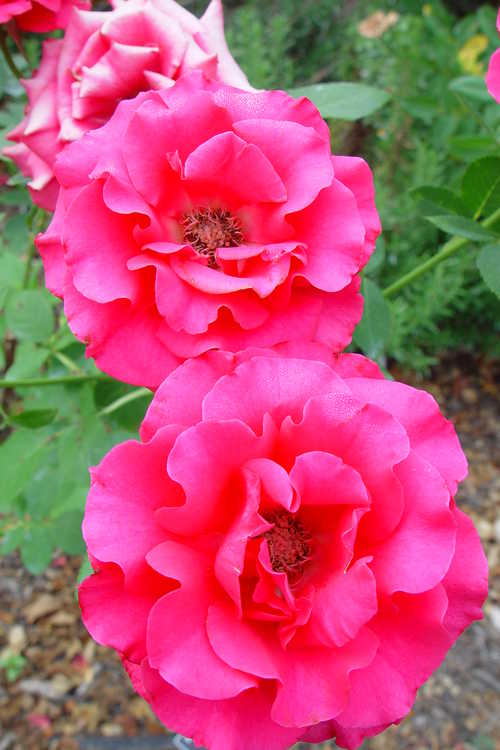 Rosa 'Jaczor' (Fame! tea rose)