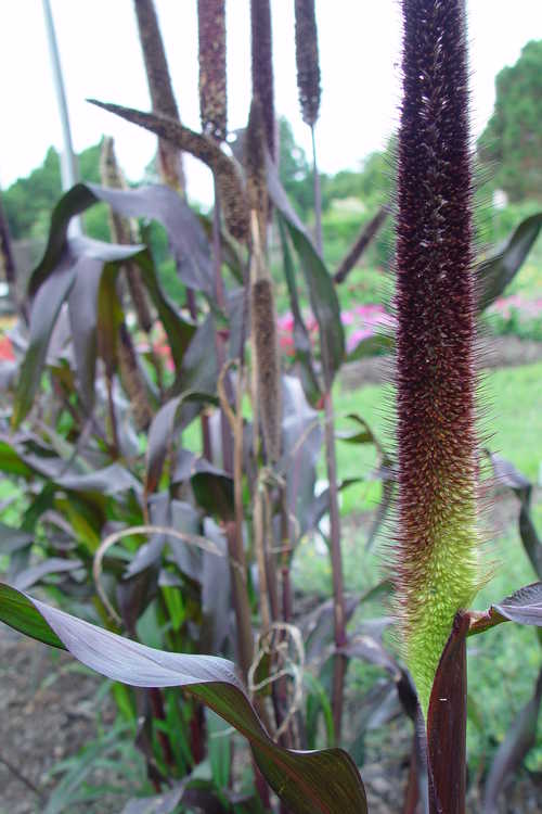 Pennisetum glaucum 'Purple Majesty' (purple millet)