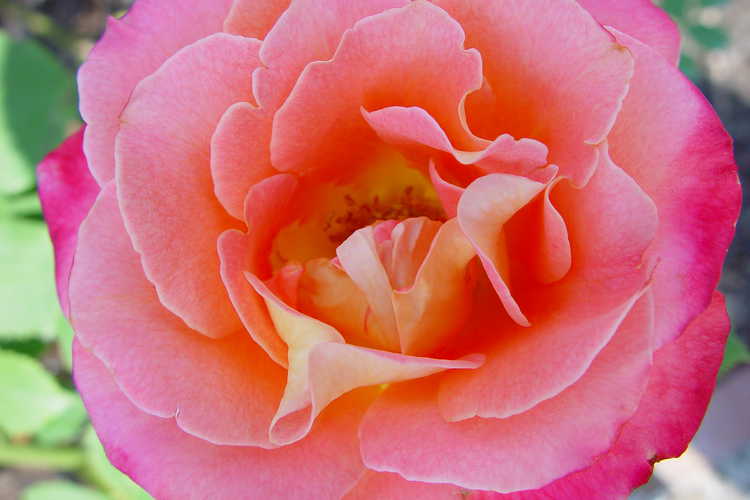 Rosa 'Jactou' (Midas Touch tea rose)