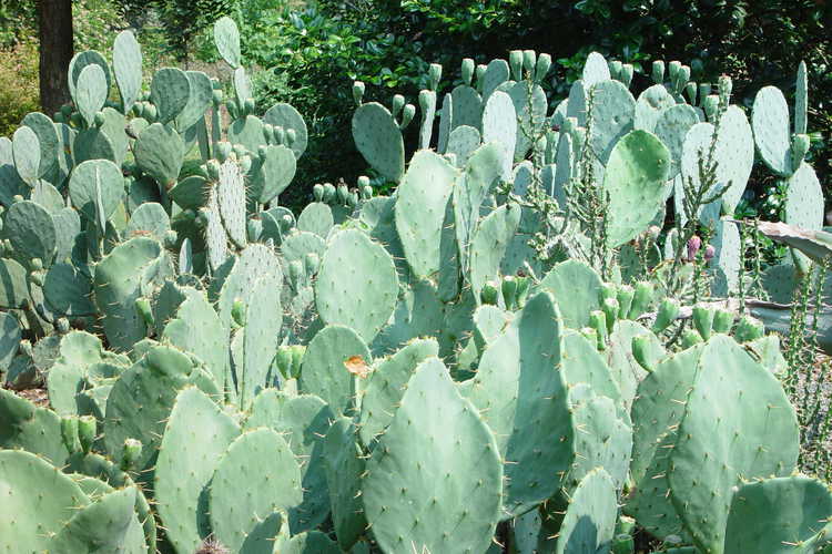 Opuntia (prickly-pear)