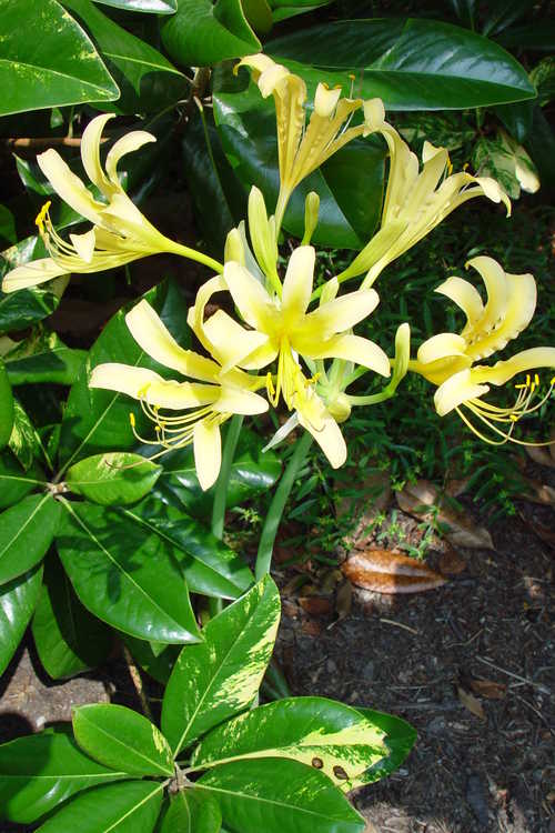 Lycoris (surprise lily)