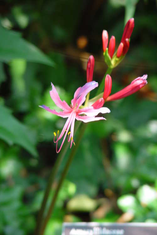 Lycoris ×haywardii (electric surprise-lily)