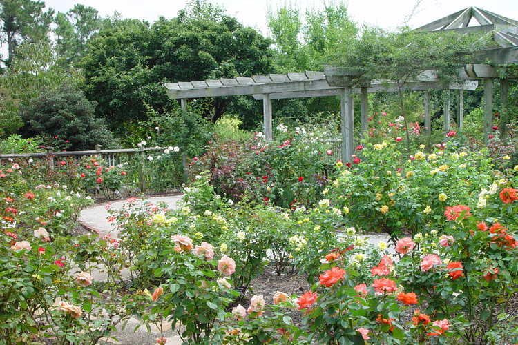 Finley-Nottingham Rose Garden 