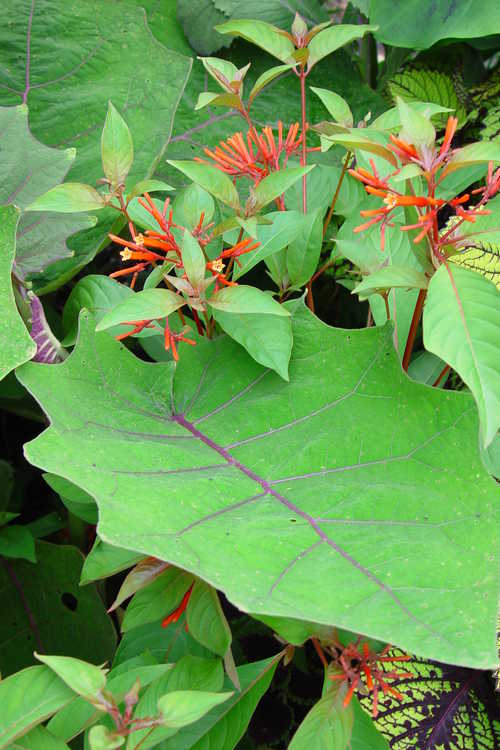 Hamelia patens (common firebush) and Solanum quitoense (thornless)