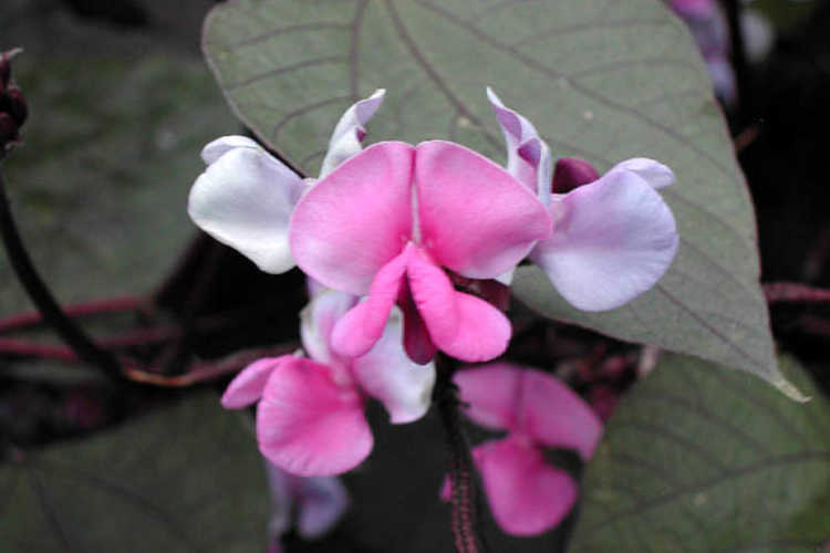 Lablab purpureus (purple hyacinth bean)