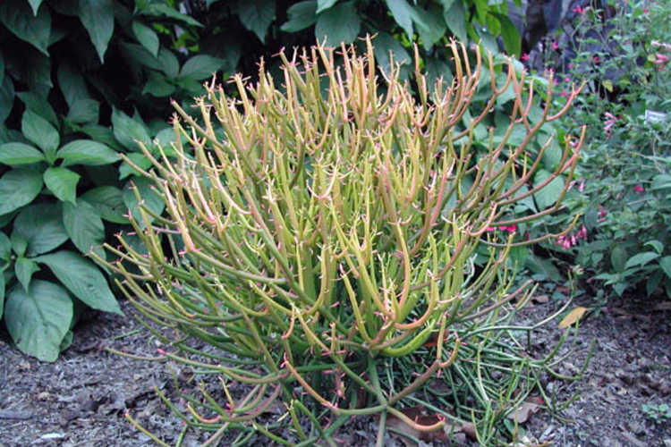 Euphorbia tirucalli 'Rosea' (firesticks pencil cactus)