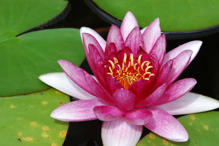 Nymphaea (water-lily)