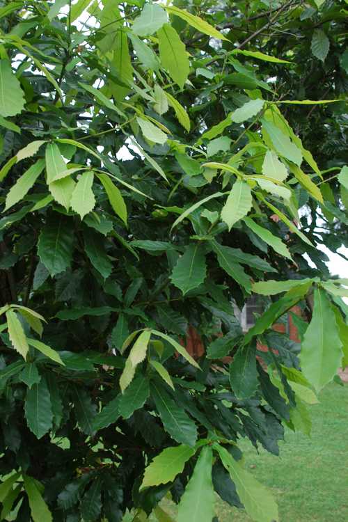 Quercus germana (Mexican royal oak)