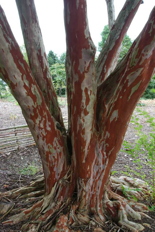Lagerstroemia fauriei (Japanese crepe myrtle)