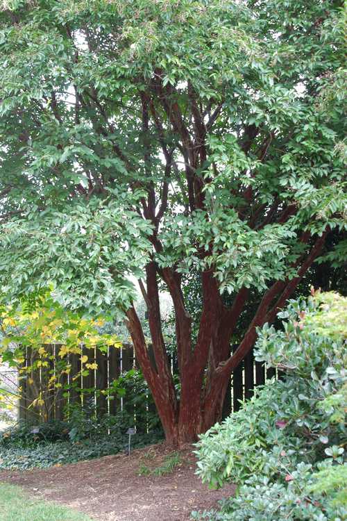 Lagerstroemia fauriei 'Townhouse' (Japanese crepe myrtle)