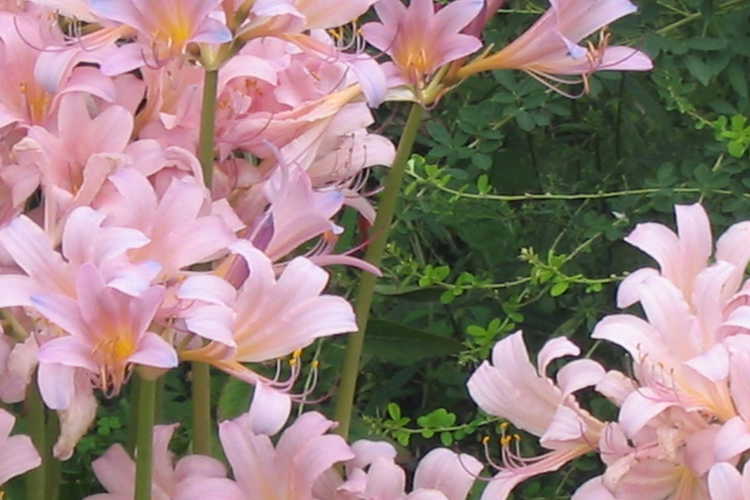 Lycoris (surprise lily)