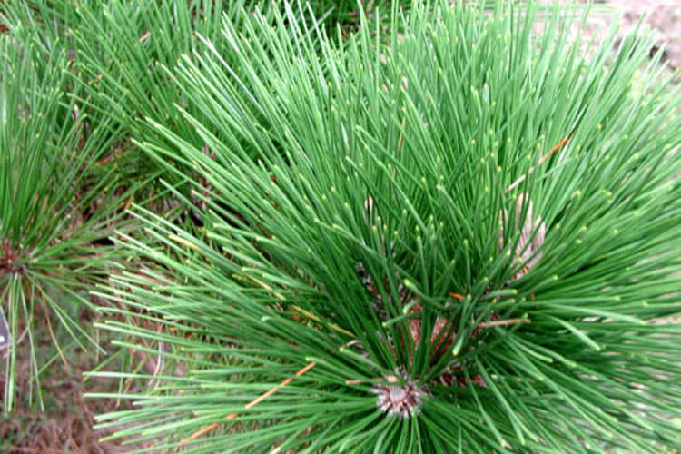Pinus thunbergii 'Thunderhead' (Japanese black pine)