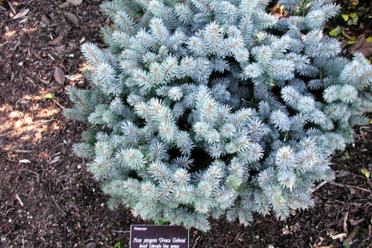 Picea pungens 'Glauca Globosa' (dwarf Colorado blue spruce)