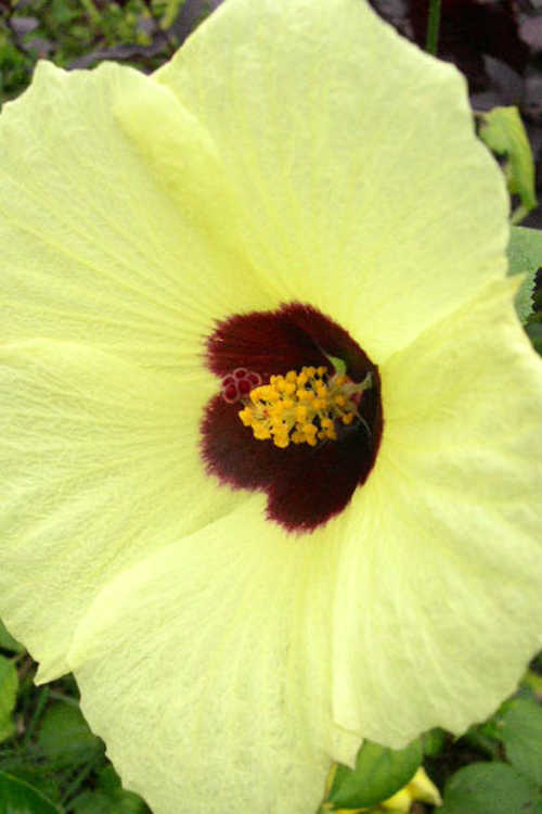Hibiscus calyphyllus (lemon-yellow rose-mallow)