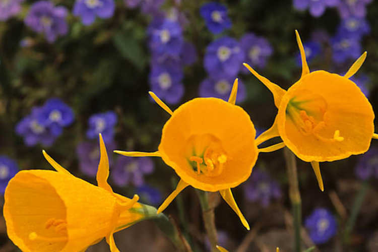 Narcissus bulbocodium var. conspicuus (hoop petticoat daffodil)