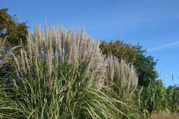 Saccharum arundinaceum (hardy sugarcane)