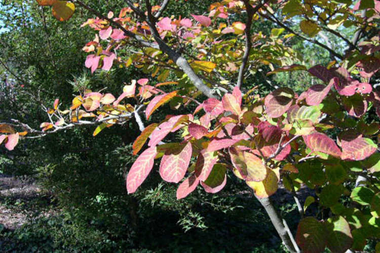 Neoshirakia japonica (tallow tree)