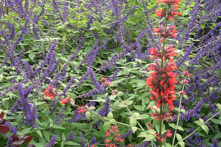 Russelia sarmentosa (red rocket) and Salvia 'Anthony Parker' (flowering sage)