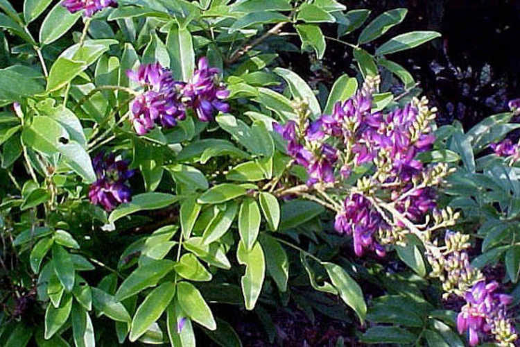 Millettia taiwaniana (summer wisteria)