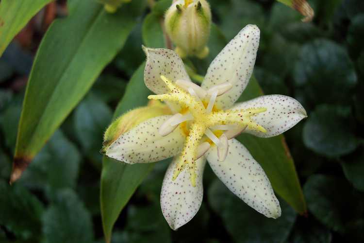 Tricyrtis 'Amanagowa' (hybrid toad lily)
