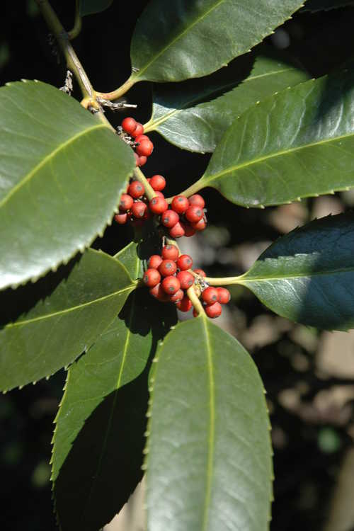 Ilex latifolia (lusterleaf holly)
