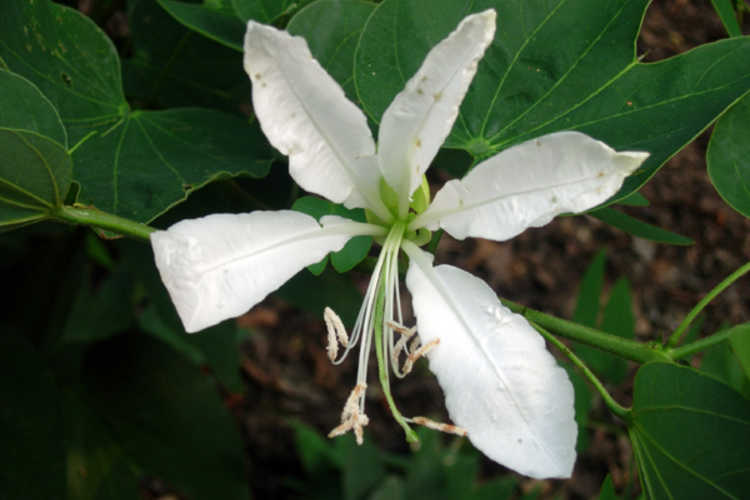 Bauhinia (white orchid tree)