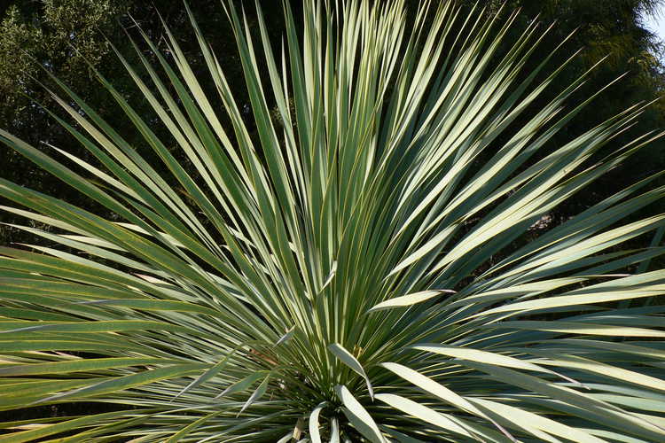 Yucca rostrata (Mexican blue yucca)
